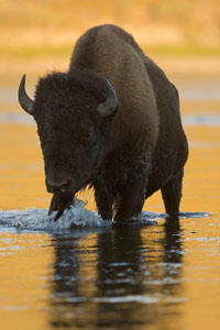 bison gold water